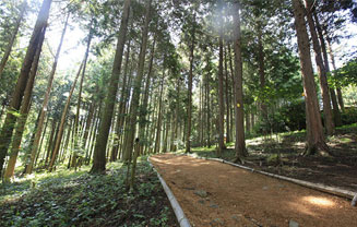 편백숲 우드랜드